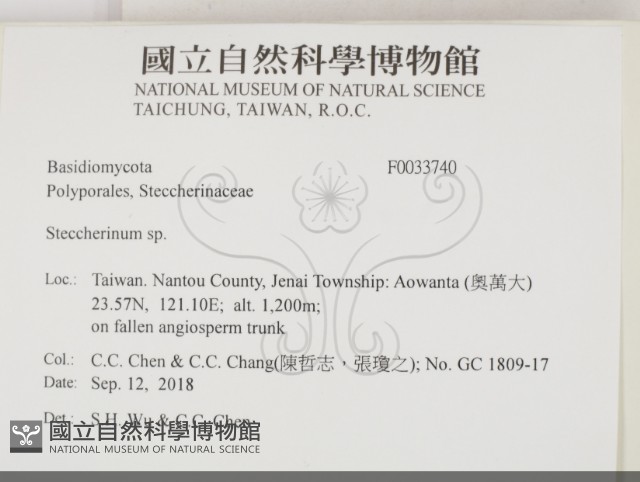 齒耳菌屬藏品圖，第2張