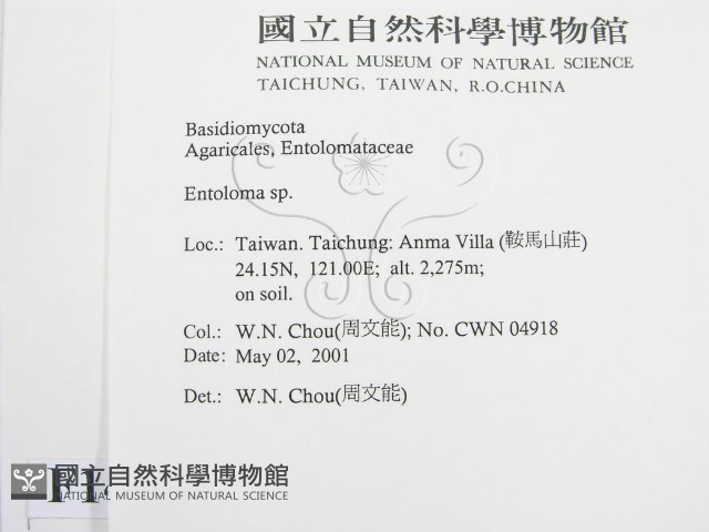 粉褶菌屬藏品圖，第2張