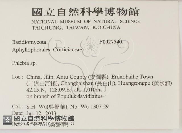 射脈菌屬藏品圖，第2張