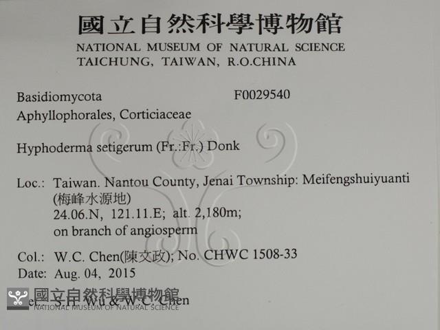 剛毛絲皮菌藏品圖，第2張