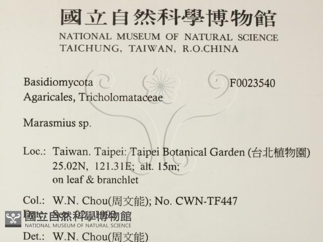 小皮傘屬藏品圖，第2張