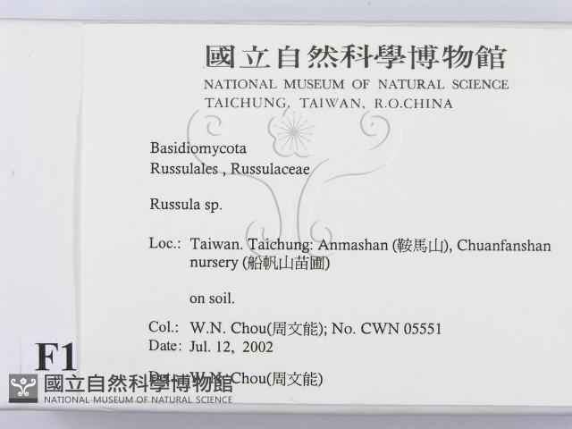 紅菇屬藏品圖，第2張