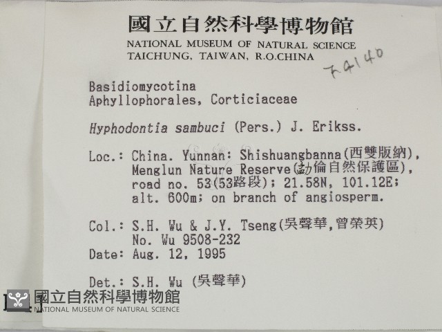 冇骨消絲齒菌藏品圖，第2張