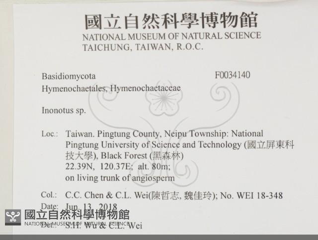 纖孔菌屬藏品圖，第2張