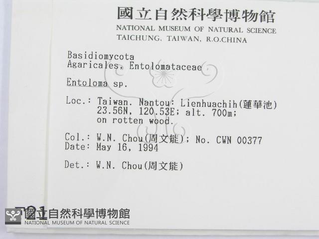 粉褶菌屬藏品圖，第2張