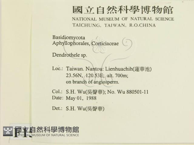 樹狀皮革菌屬藏品圖，第2張