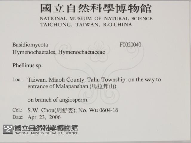 木層孔菌屬藏品圖，第2張