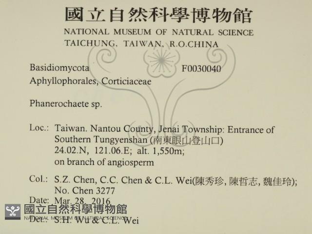顯絲菌屬藏品圖，第2張