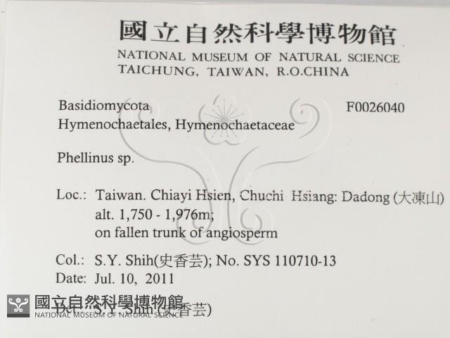 木層孔菌屬藏品圖，第2張