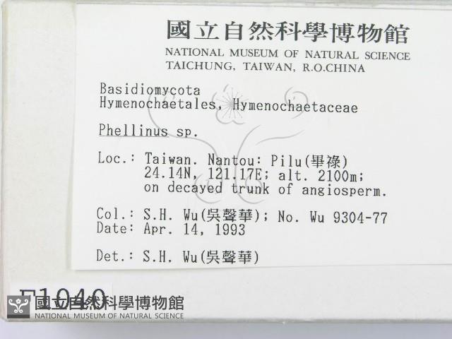 木層孔菌屬藏品圖，第2張