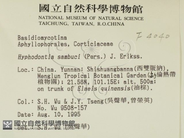 冇骨消絲齒菌藏品圖，第2張