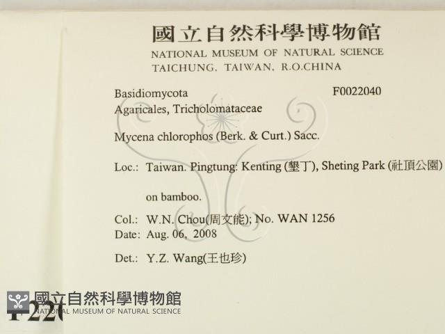 發光小菇藏品圖，第2張