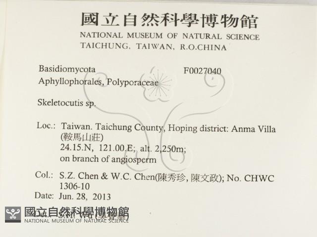 骨皮菌屬藏品圖，第2張