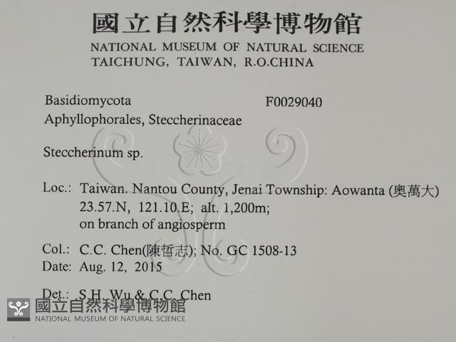 齒耳菌屬藏品圖，第2張