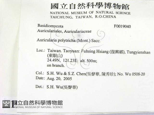 毛木耳藏品圖，第2張