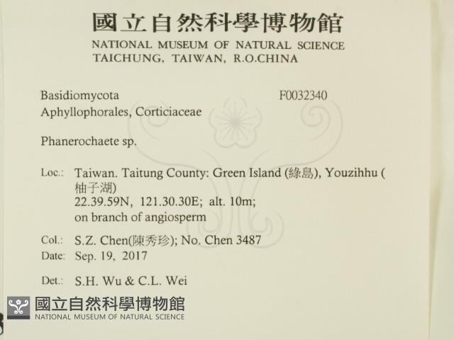 顯絲菌屬藏品圖，第2張