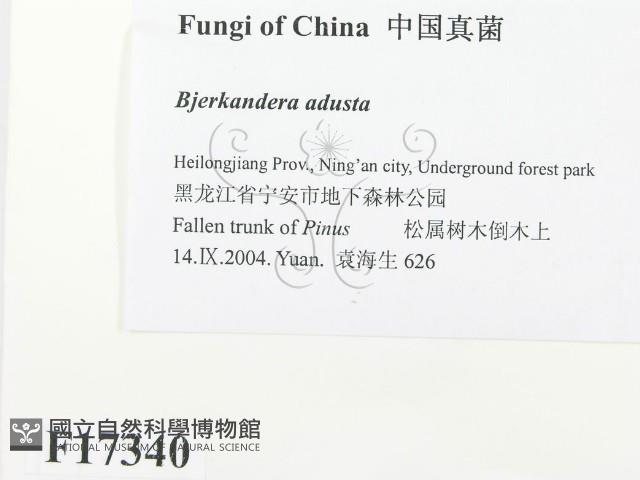 煙管菌藏品圖，第2張