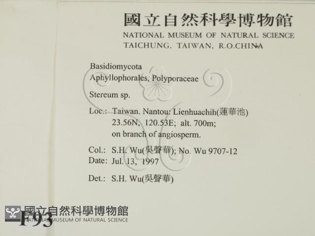 韌革菌屬藏品圖，第2張