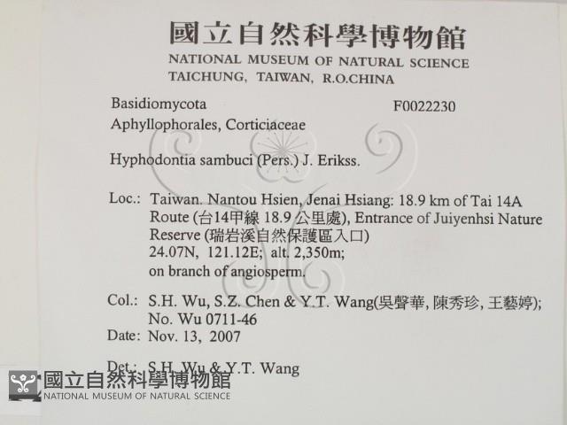 冇骨消絲齒菌藏品圖，第2張