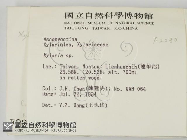 炭角菌屬藏品圖，第2張