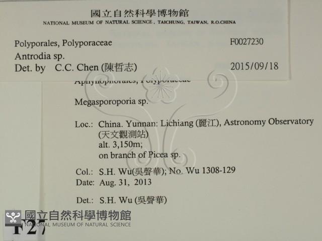 薄孔菌屬藏品圖，第2張