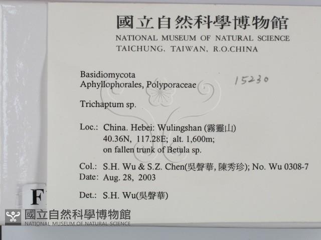 附毛菌屬藏品圖，第2張