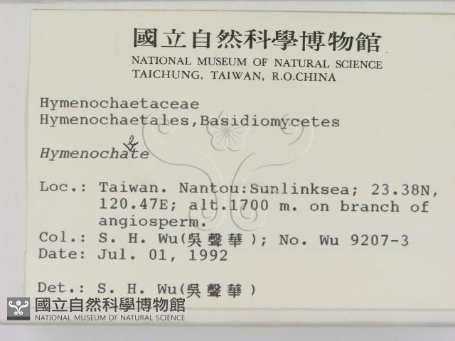 刺革菌屬藏品圖，第2張