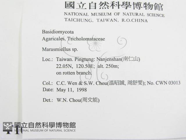 微皮傘屬藏品圖，第2張