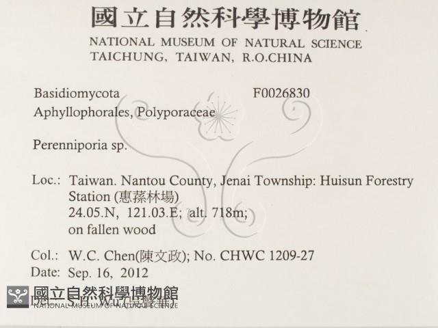 多年臥孔菌屬藏品圖，第2張