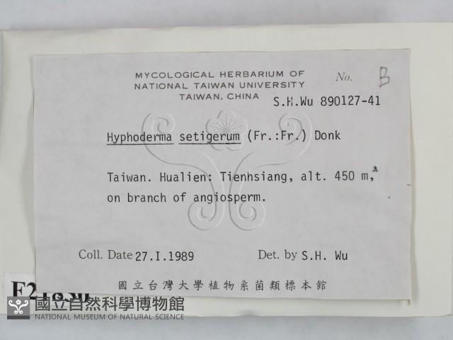 剛毛絲皮菌藏品圖，第2張
