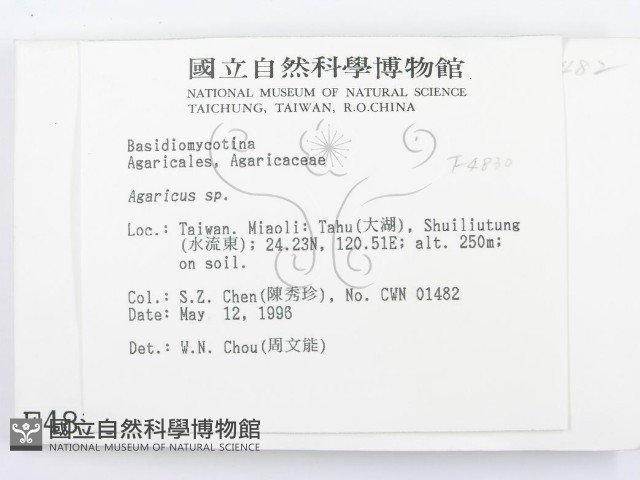 傘菌屬藏品圖，第2張