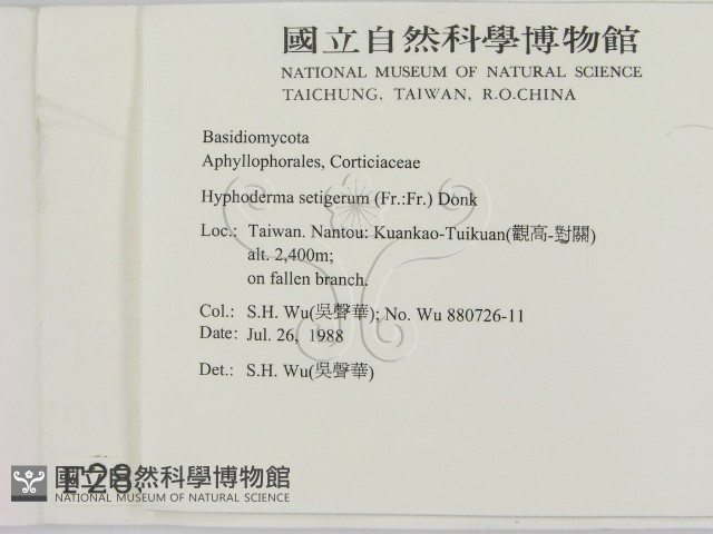 剛毛絲皮菌藏品圖，第2張