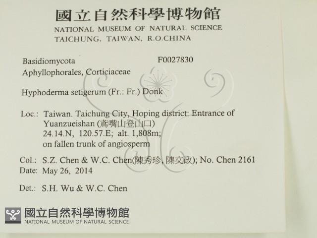 剛毛絲皮菌藏品圖，第2張