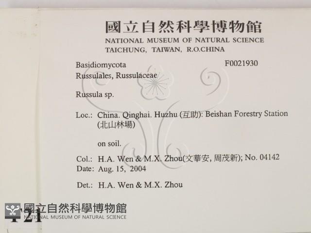紅菇屬藏品圖，第2張
