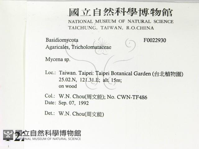 小菇屬藏品圖，第2張