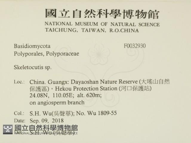 骨皮菌屬藏品圖，第2張