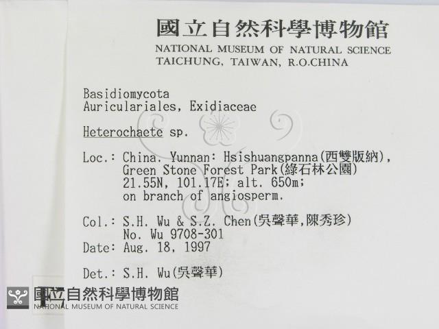 刺皮菌屬藏品圖，第2張