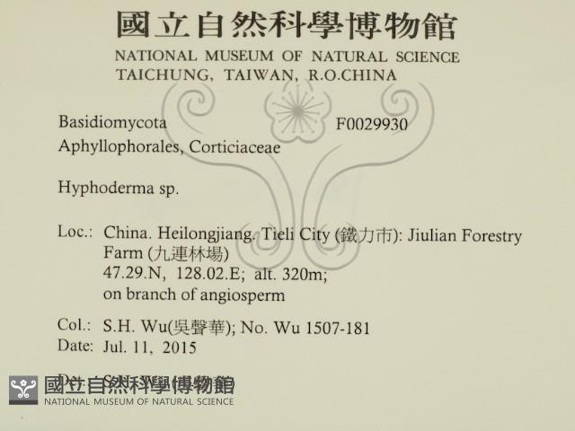 絲皮菌屬藏品圖，第2張