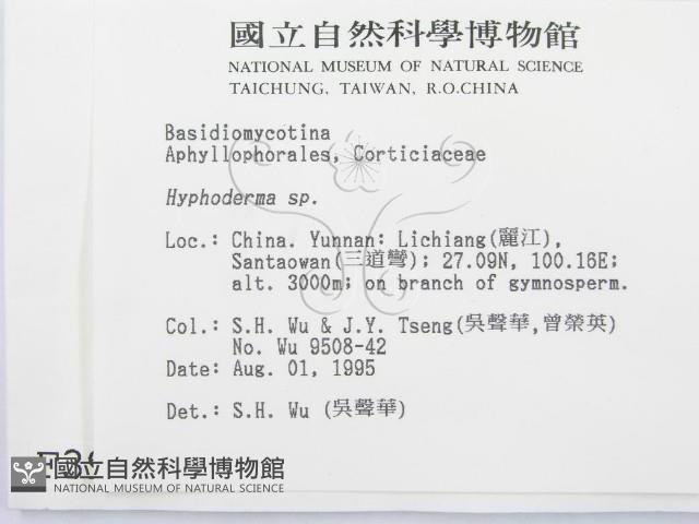 絲皮菌屬藏品圖，第2張