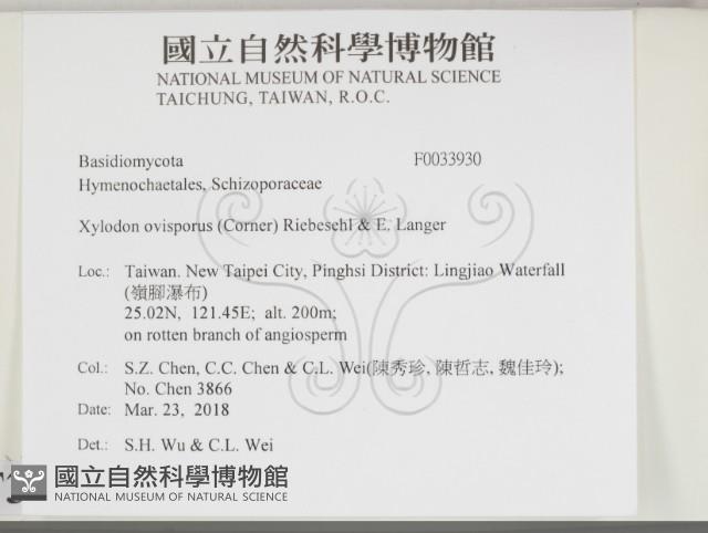 卵孢木齒菌藏品圖，第2張