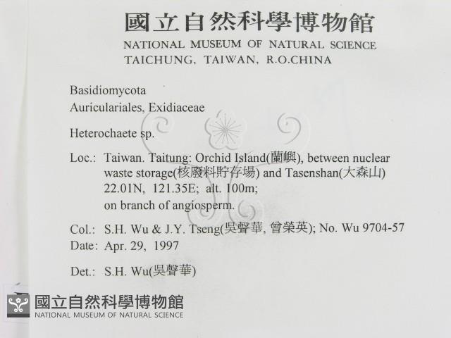 刺皮菌屬藏品圖，第2張