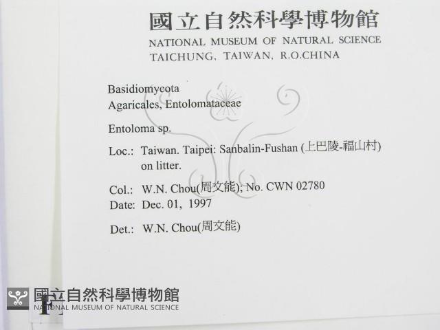 粉褶菌屬藏品圖，第2張