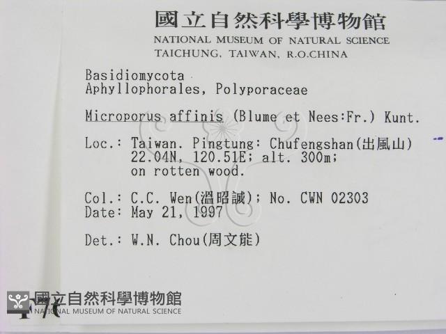 相鄰小孔菌藏品圖，第2張
