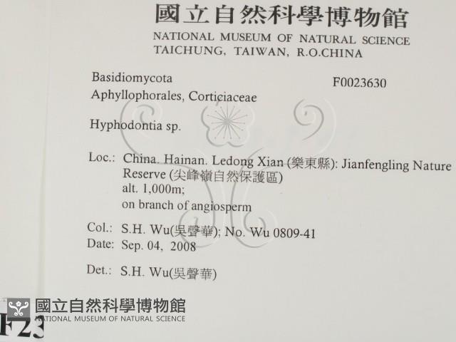 絲齒菌屬藏品圖，第2張