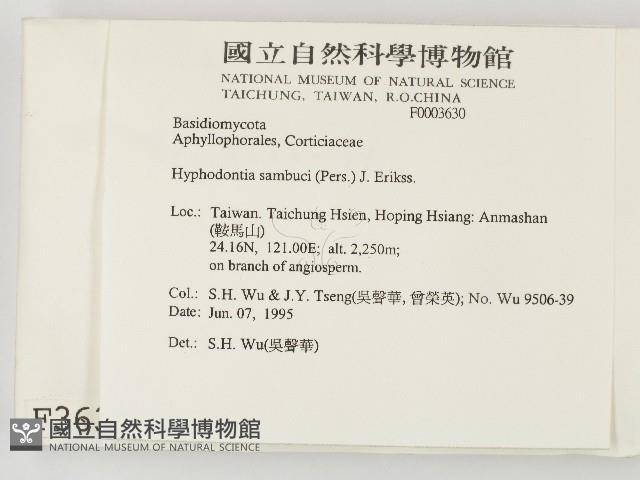 冇骨消絲齒菌藏品圖，第2張