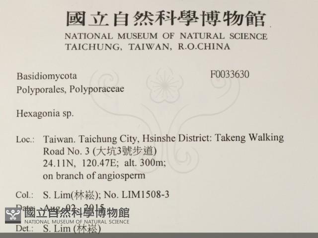 蜂窩菌屬藏品圖，第2張