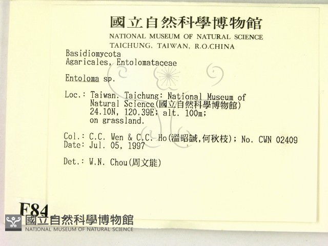 粉褶菌屬藏品圖，第2張