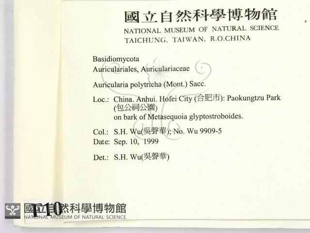 毛木耳藏品圖，第2張
