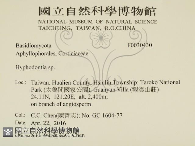 絲齒菌屬藏品圖，第2張