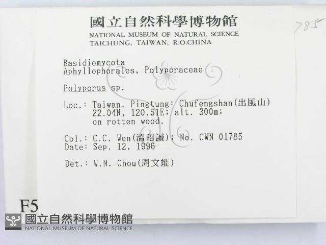 多孔菌屬藏品圖，第2張